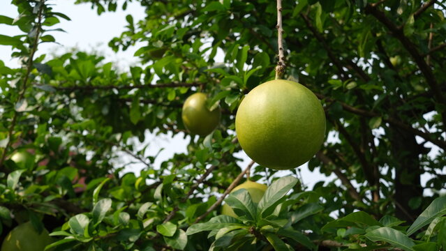 Buah Maja or Aegle marmelos, commonly known as bael or bhel, or Bengal quince, golden apple, Japanese bitter orange, stone apple or wood apple, is a species of tree native to  the Indian subcontinent.