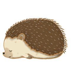 Sleepy hedgehog © Chanitsa