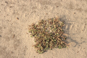 Plant with small green leaves on yellow sand