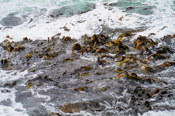 Bull kelp seaweed growing on rocks. Edible sea weed ready to harvest in the ocean on australia