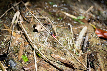 a dragonfly with blue body and red tail on drying stream