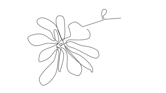 Continuous Line Magnolia Flower Vector Icon, Monoline Flowering Magnolia Stellata, One Line Star Magnolia Silhouette
