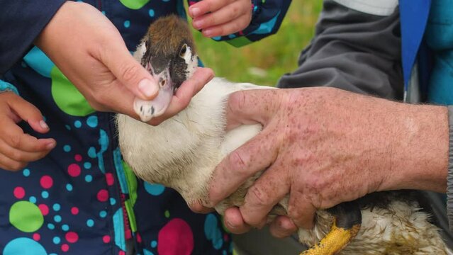 close-up of a domestic duck in the hands of a farmer being stroked by a child. raising birds on a home farm. care and concern for livestock. poultry farming, petting zoo