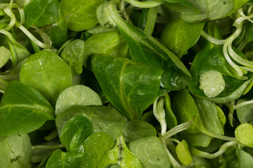 mache lettuce green salad