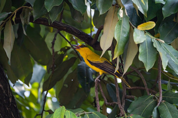 a black-naped oriole calling or making a sound  