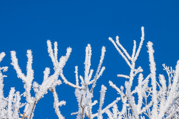 Closeup of branches of a snow winter tree