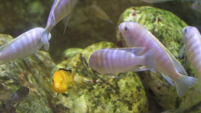 Several ornamental albino fish with black stripes swim calmly underwater. Pseudotropheus.