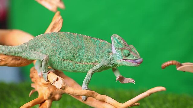 A chameleon sits on a branch and catches prey, looks in different directions close-up on a green background. Chameleon feeding. Studio photography of animals.