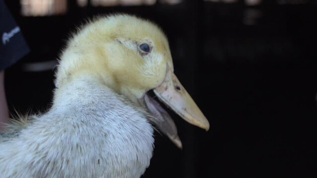 Quacking duckling portrait