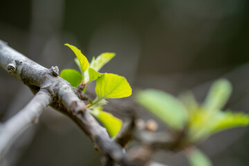 apple orchard getting new leaves in spring in australia