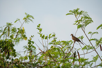 a lonely spotted dove on the top of a tree branch