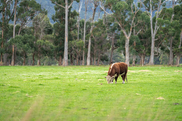 hereford stud bull grazing on grass in a field