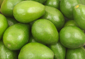 Many green avocado close-up. Avocado background.