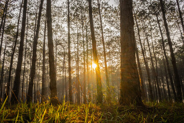 The sun shines through the pine forest