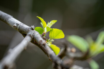 apple orchard getting new leaves in spring in australia
