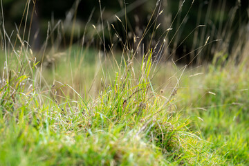 green grass growing in a farm