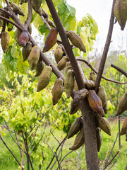 Cocoa fruit on cacao tree for chocolate production