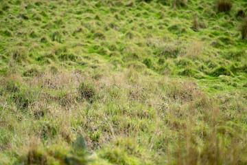 green grass growing in a farm