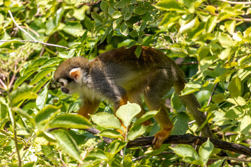 A Common squirrel monkeys (Saimiri sciureus) on a tree
