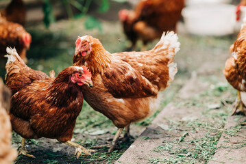 Chiken on the farm. Happy animals at home farming organic culture. Natural living lifestyle animal bird