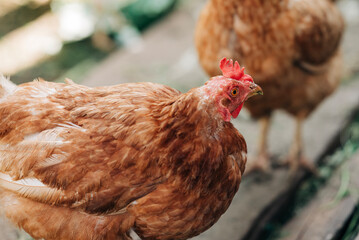 Chiken on the farm. Happy animals at home farming organic culture. Natural living lifestyle animal bird