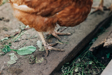 Chiken on the farm. Happy animals at home farming organic culture. Natural living lifestyle animal bird