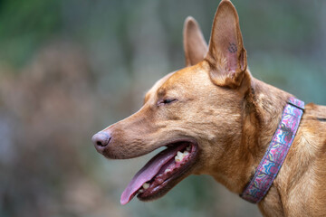 portrait of a kelpie dog working