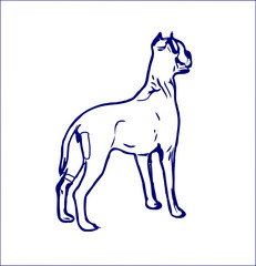 sketches of dogs in various positions with transparent background