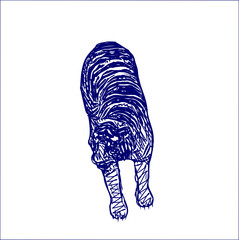 sketch of a tiger with a transparent background