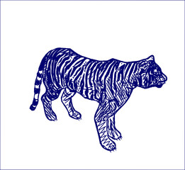 sketch of a tiger with a transparent background