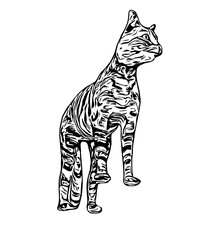 sketch of a cat with a transparent background