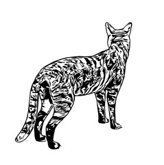 sketch of a cat with a transparent background