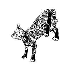 sketch of a cat with a transparent background