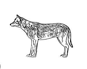 sketches of dogs in various positions with transparent background