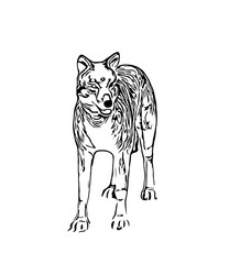 sketches of dogs in various positions with transparent background