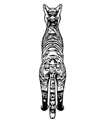 sketch of a cat with a transparent background