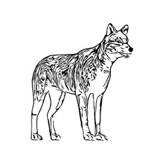 sketches of dogs in various positions with transparent background