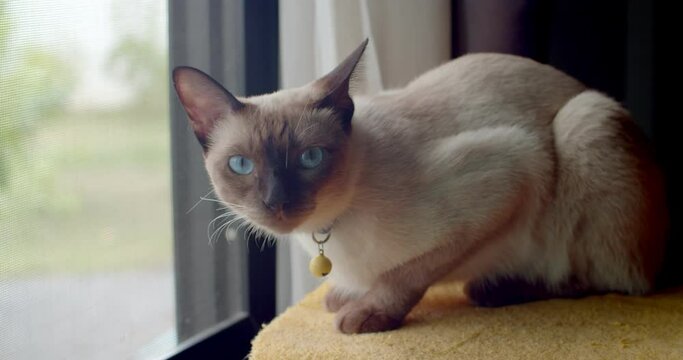 Cat sitting by the window and looking at the camera.Cat eye blue.Gray cat look camera.A light Gray cat is looking and making big eyes.