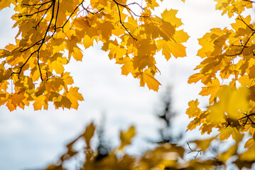 Autumn background-yellow maple leaves in the city Park

