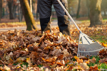 Anonymous male worker wearing dark uniform using fan rake to gather fallen leaves in pile on...