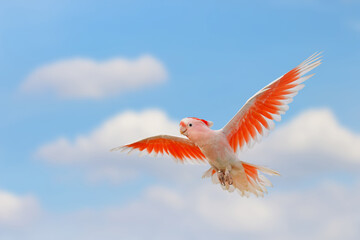 Beautiful of Major Mitchell's Cockatoo flying with beautiful sky.