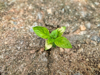 A small tree growth in the cracks of the cement