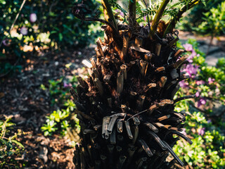 Fern tree