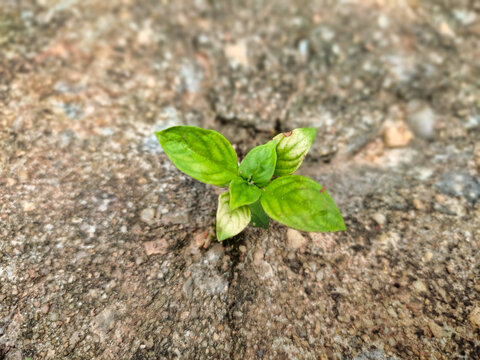 A small tree growth in the cracks of the cement