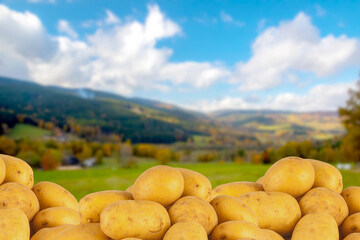 Potatoes on the ground under sky. Landscape for harvest.
- 646694288