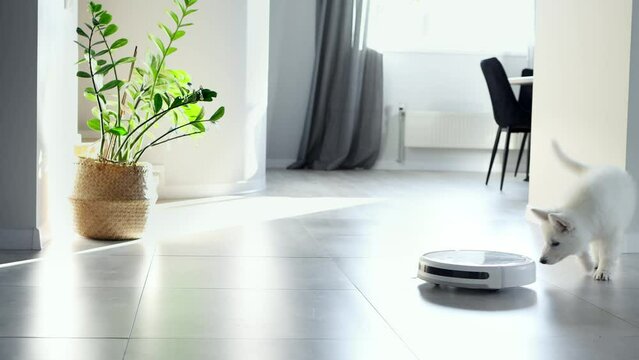 A white Swiss Shepherd puppy playfully reacts to a robot vacuum cleaner. The little white puppy is playing with a robot vacuum cleaner. Robotic cleaner technology. Modern technologies in-house. Home c