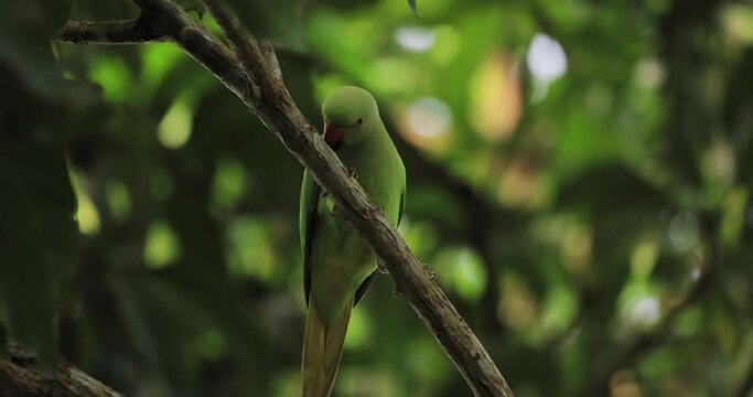 Tropical bird in the rainforest, Alexandrine parakeet or Psittacula eupatria or Labu girawa which have a red patch on the shoulders perching on a tree branch