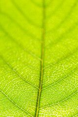 
Green leaf as natural background - 646695811