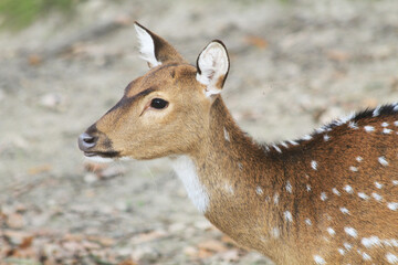 young wild doe in the forest
