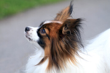 pappilon dog in the park